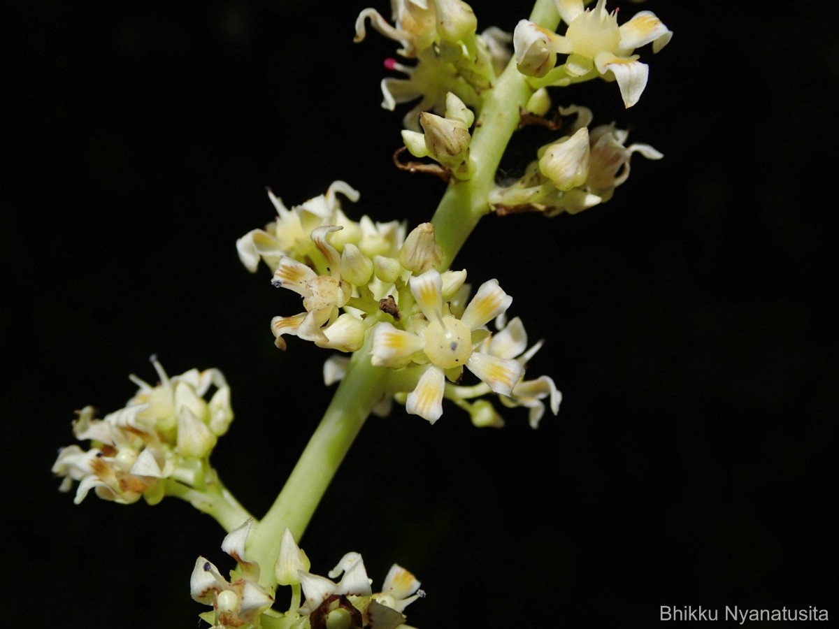 Mangifera zeylanica (Blume) Hook.f.